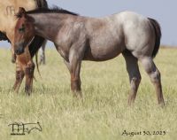 Redbones Speed MA's 2023 Bay Roan Filly
